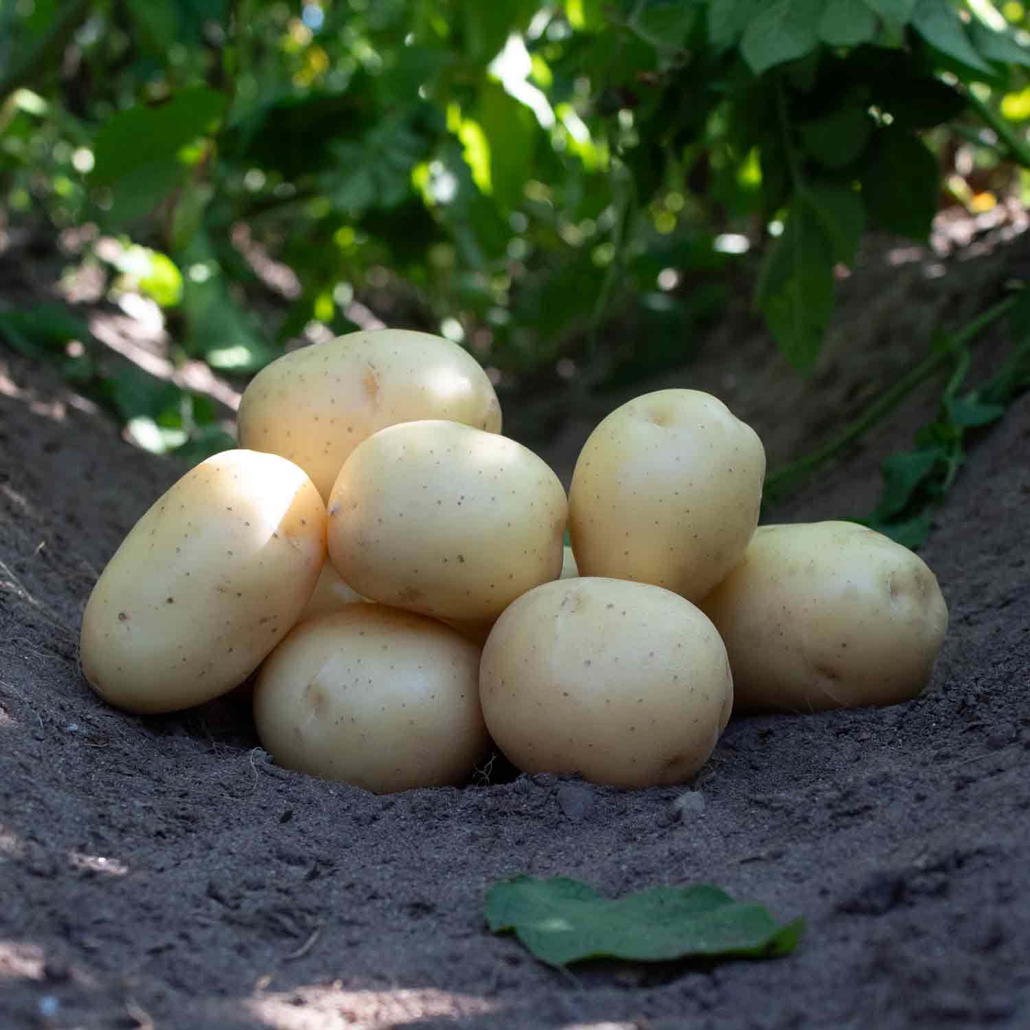 Seed potatoes - Pondus 1.5kg * NEW