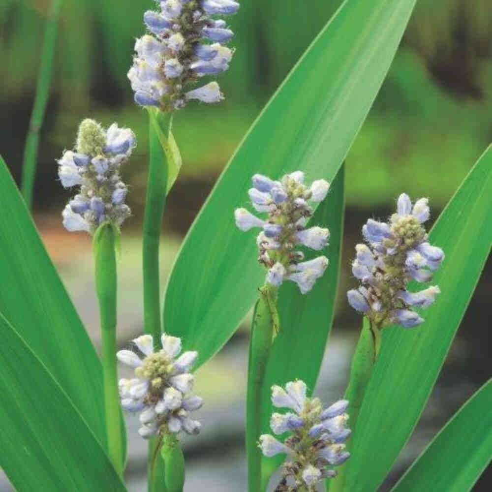 Pontederia lanceolata