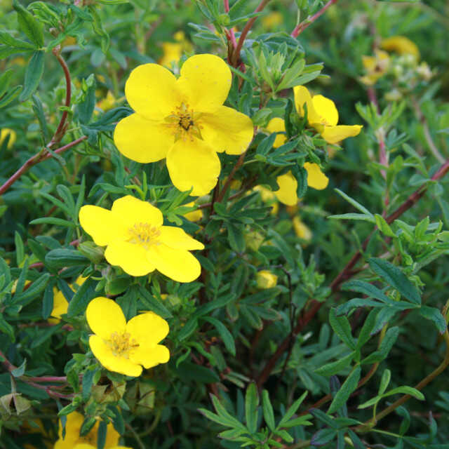 Potentilla f. 'Goldfinger'