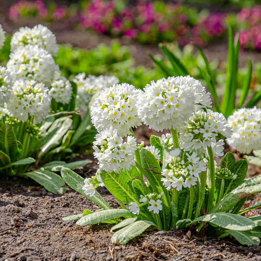 Primula Denticulata Prom White 13 cm Potte