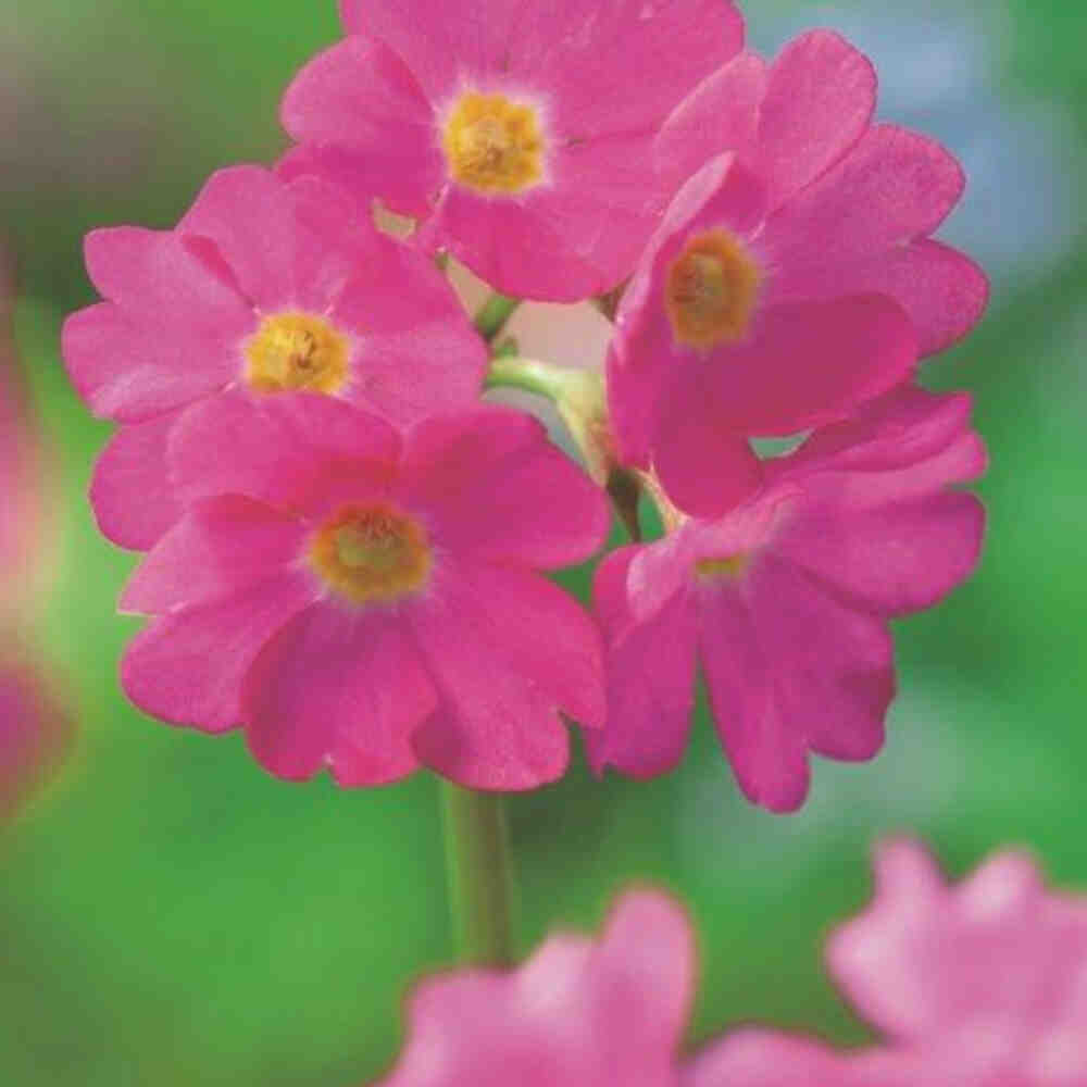 Primula rosea p9