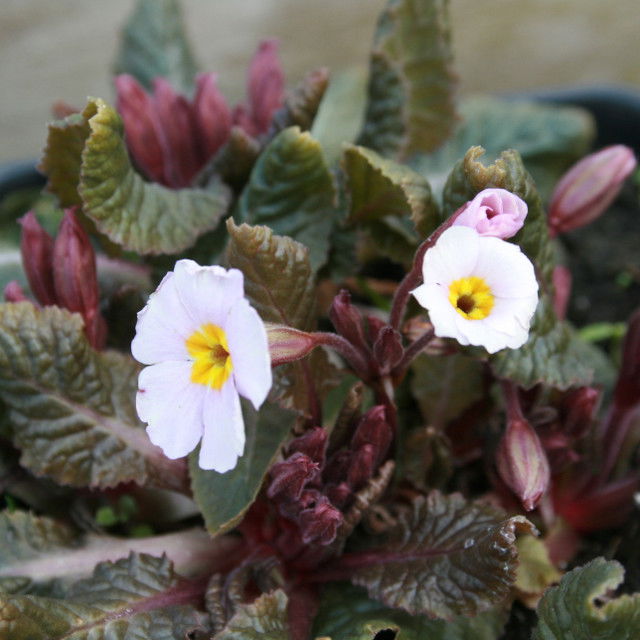 Primula marg.'Garryarde Guinevere' 11C