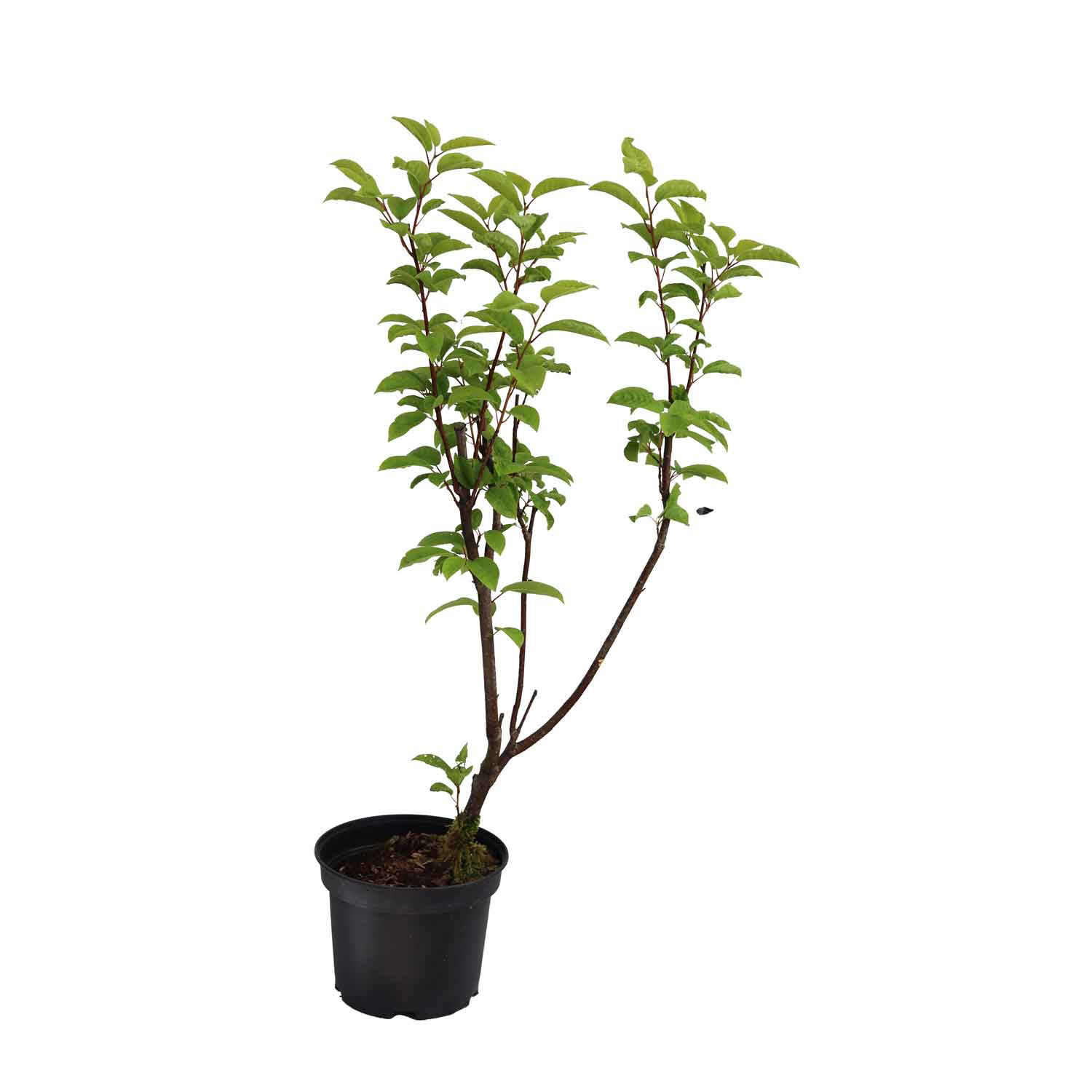 Prunus padus 30/40 C.3