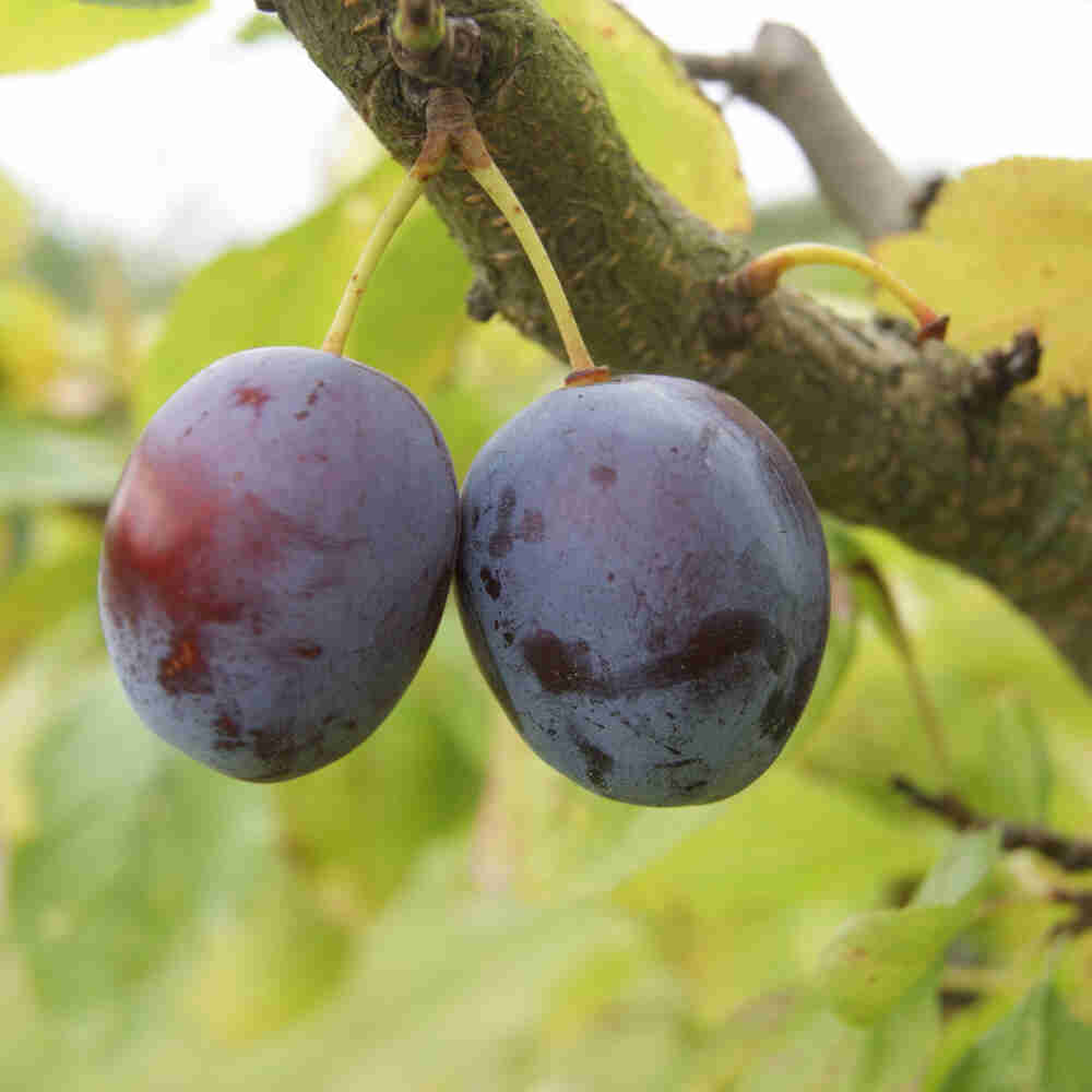 OPAL PRUNUS DOMESTICA IC S.J.-A