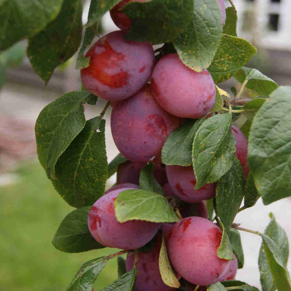 Blomme Victoria dværgvækst