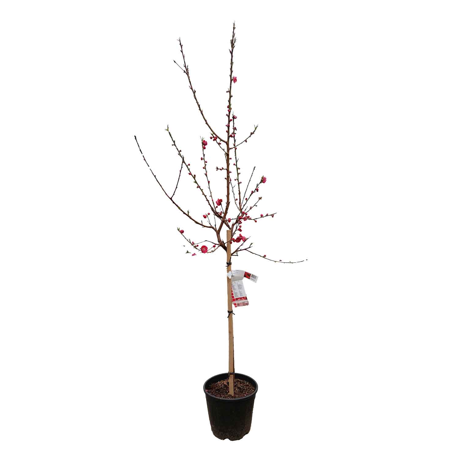 Prunus p. 'Melred' 80 cm stem C12