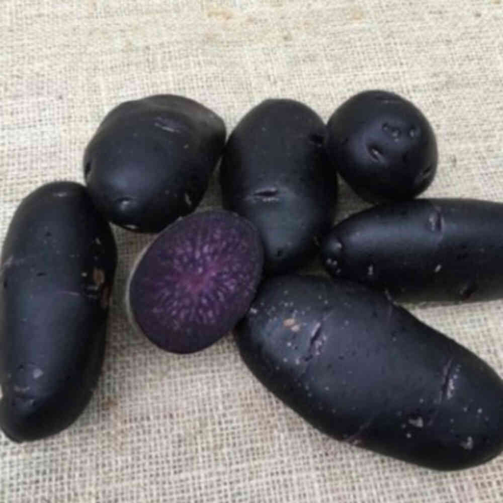 Seed potatoes - Purple Rain 1.5kg