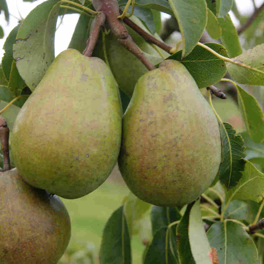 Pear tree - Pyrus com. 'Alexander Lucas'