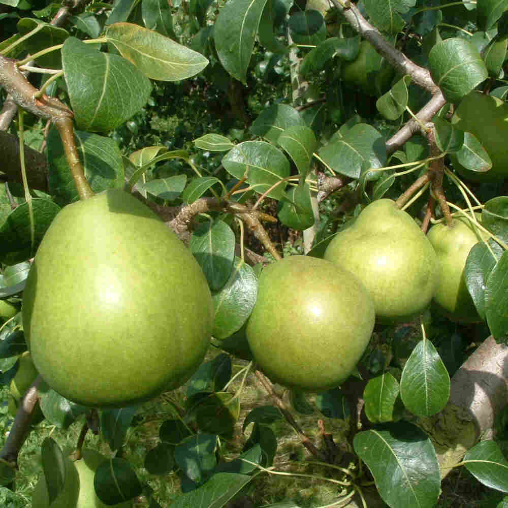 Pæretræ - Pyrus communis 'Clara Frijs'