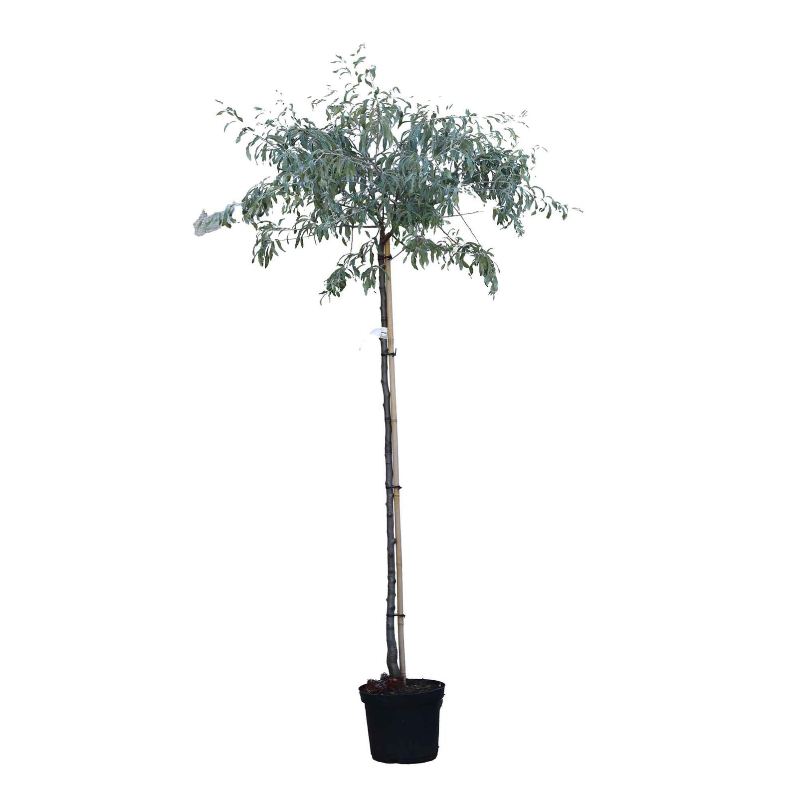 Pyrus sal. 'Pendula' Pilebladet pære SHC 12L 150