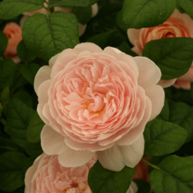 Rose 'Queen Of Sweeden' - ( Austiger)