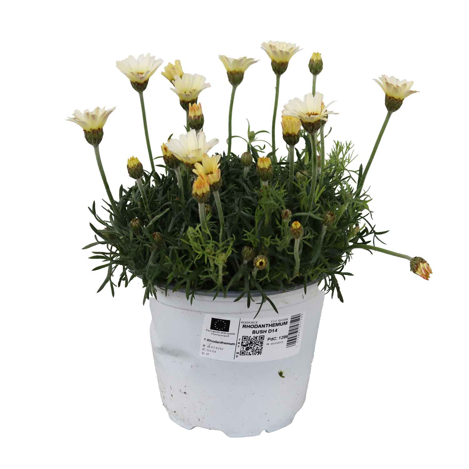 Rhodanthemum Bush D14