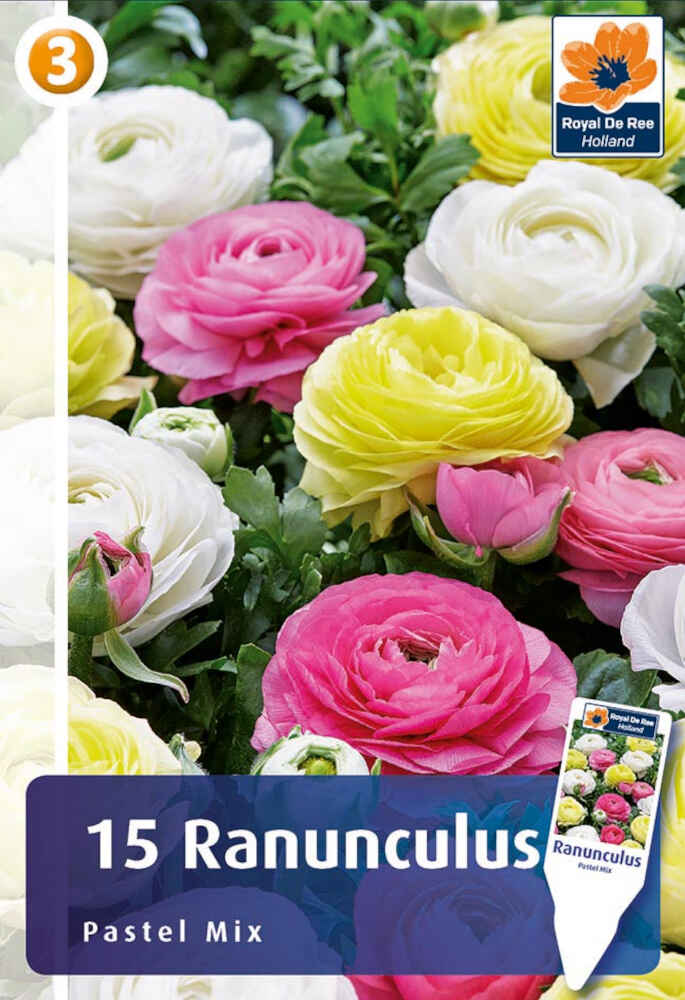 Ranunculus Pastell Mix 6/7