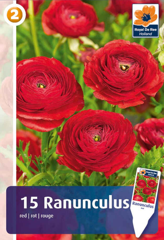 Ranunculus - Ranunculus Röd 5/6