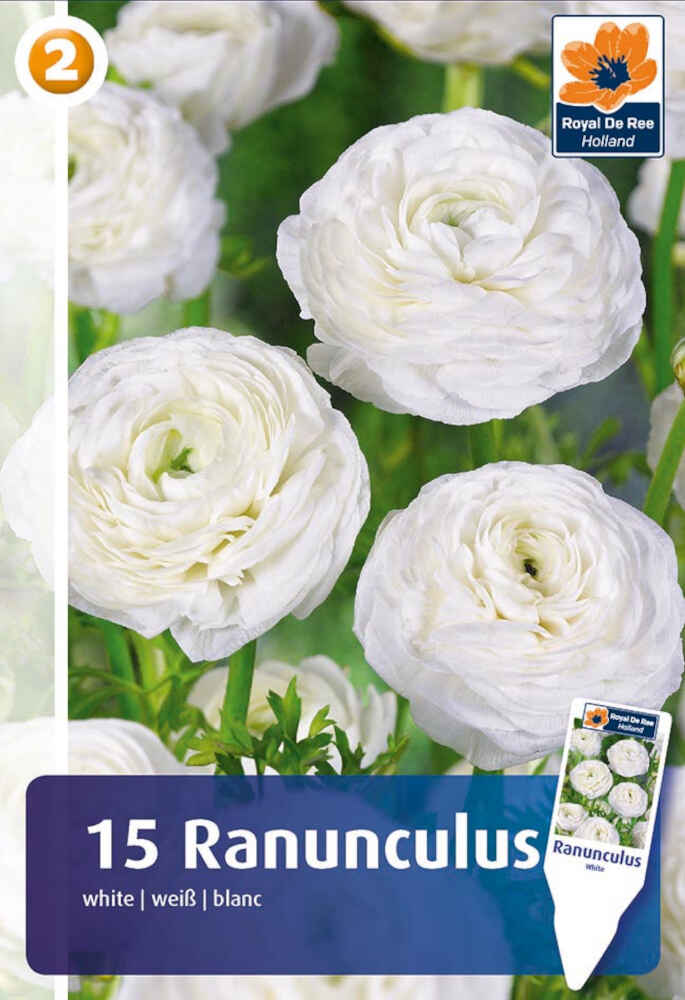 Ranunculus - Ranunculus White 5/6