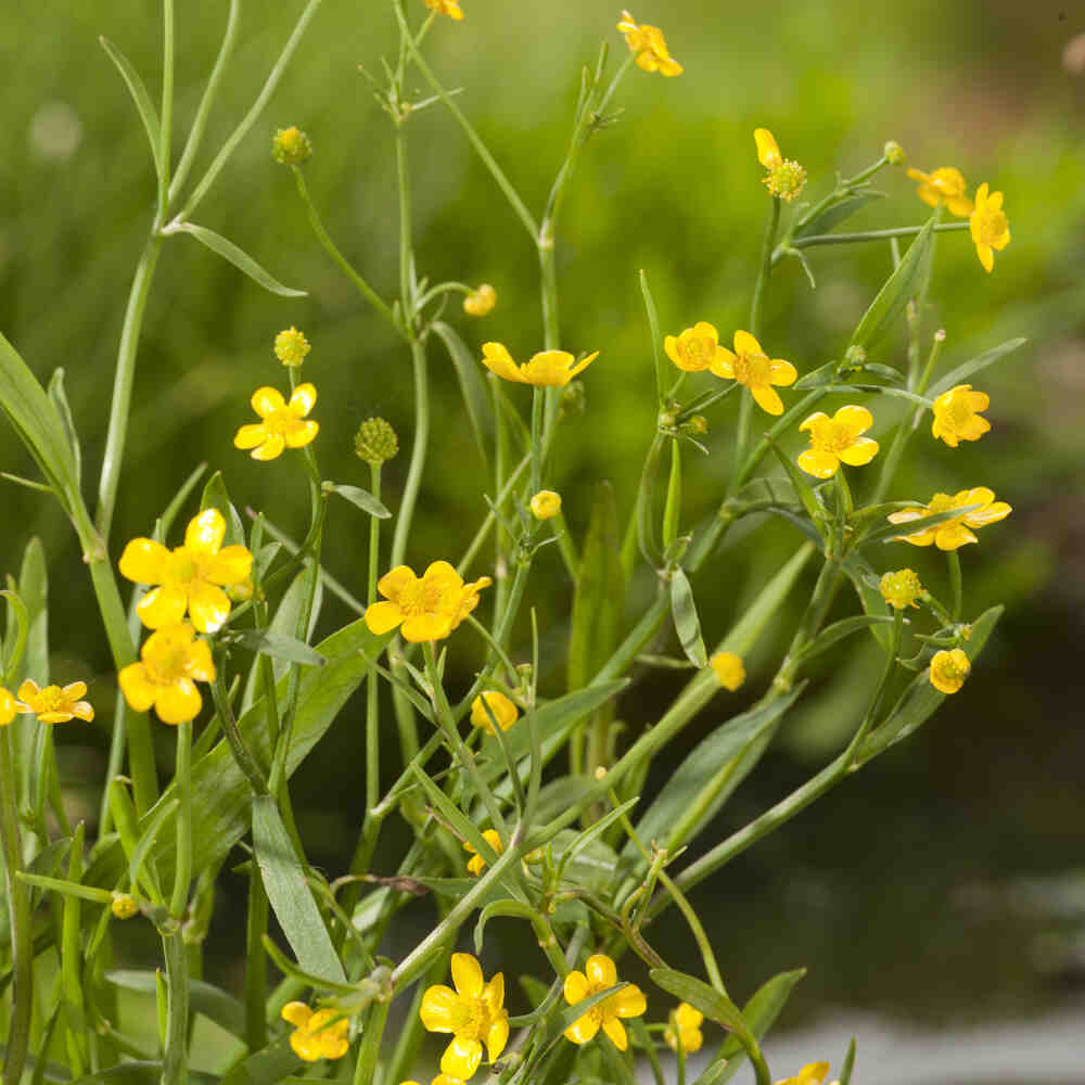 Ranunculus flammula