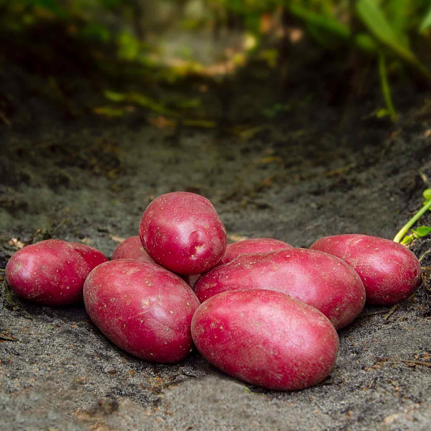 Læggekartoffel - Red Bullet - NYHED  1,5 kg