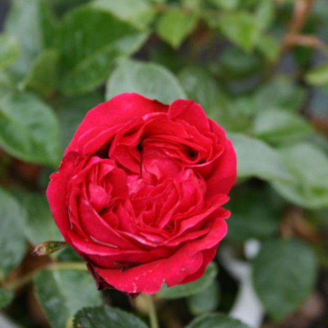 Climbing rose 'Red Willestrup'