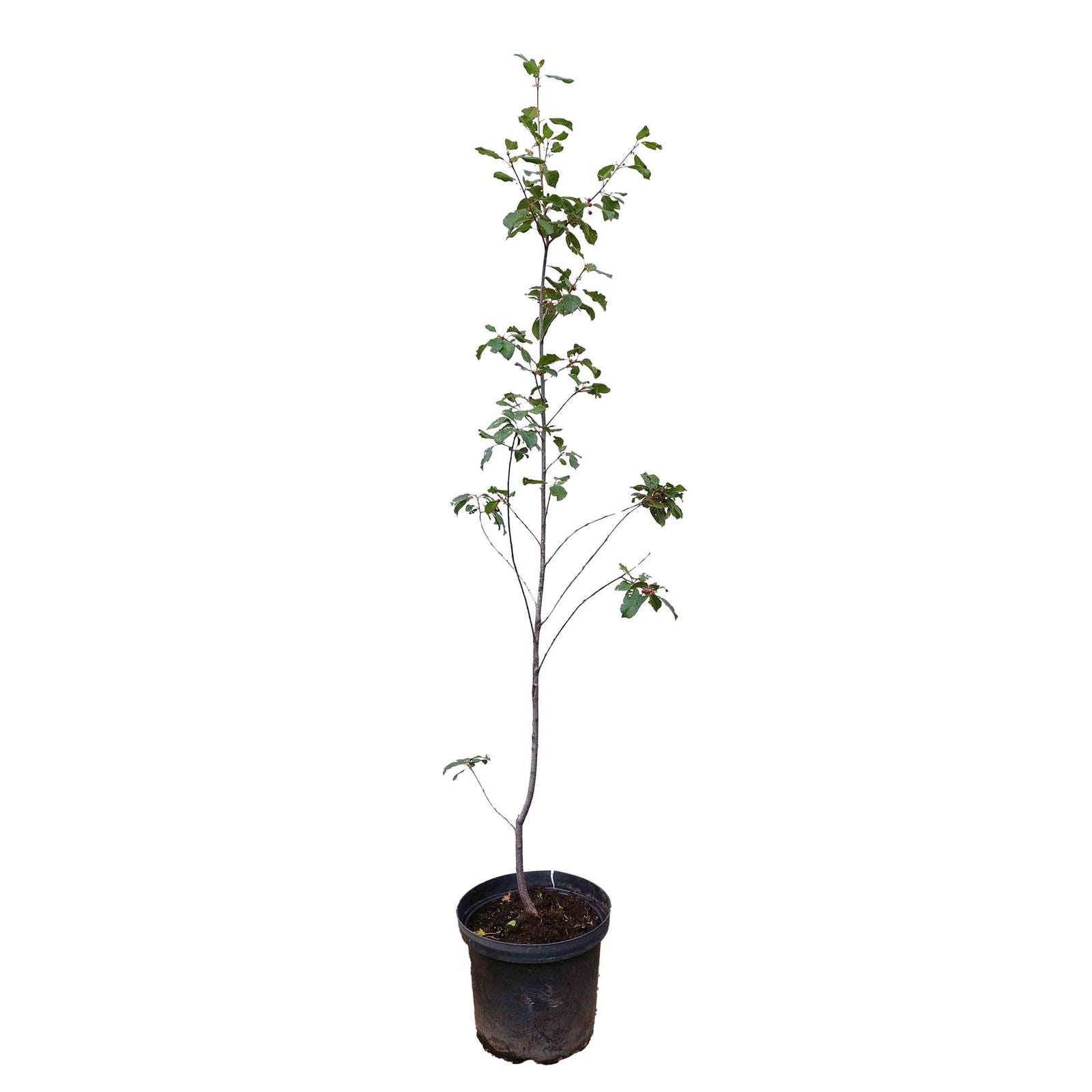 Rhamnus Frangula - Thirst Tree - C7.5 80-100cm