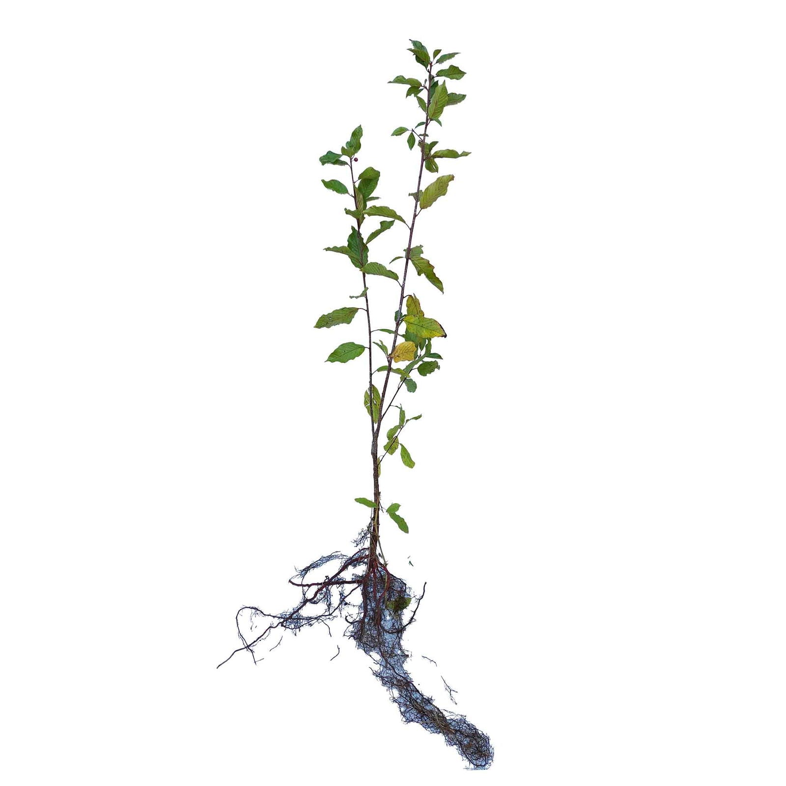 Rhamnus frangula 1/1 50-80 CM 