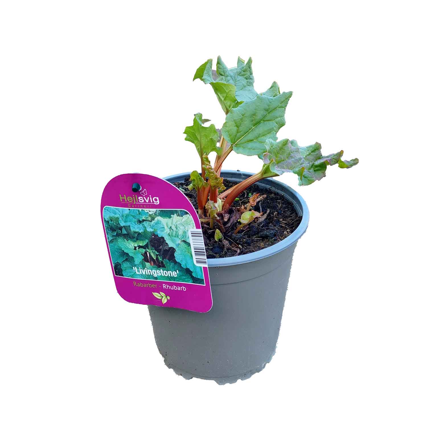 Rheum 'Livingstone' NY 2,3L/17cm cm