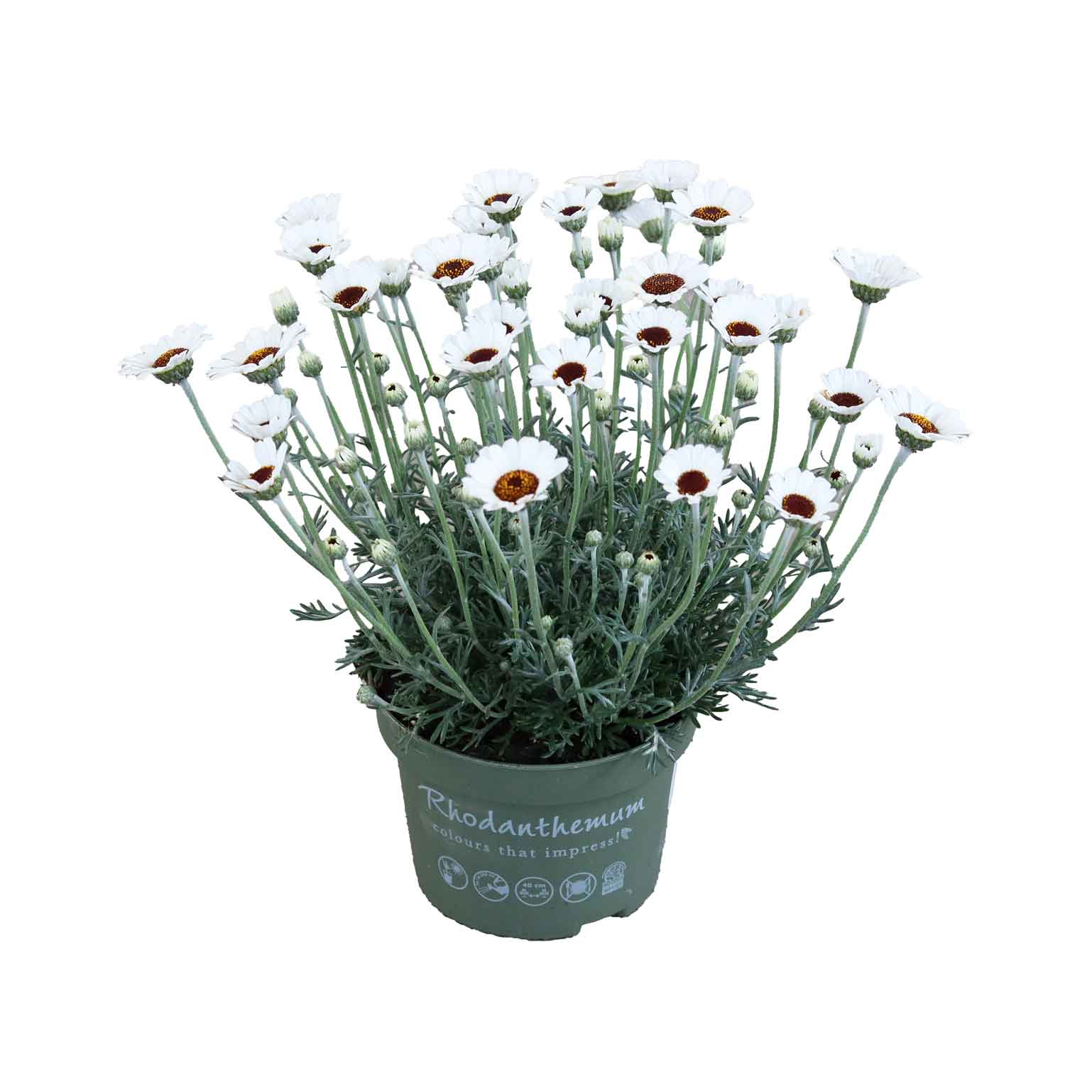 Rhodanthemum Casablanca13, 25