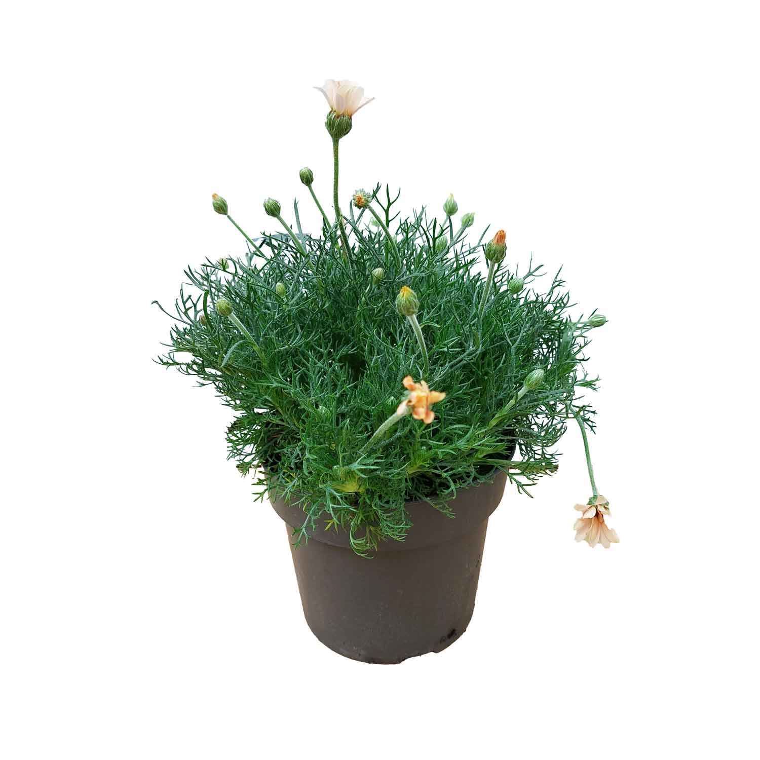 Rhodanthemum hosmariense 'Zagora Orange' 17cm