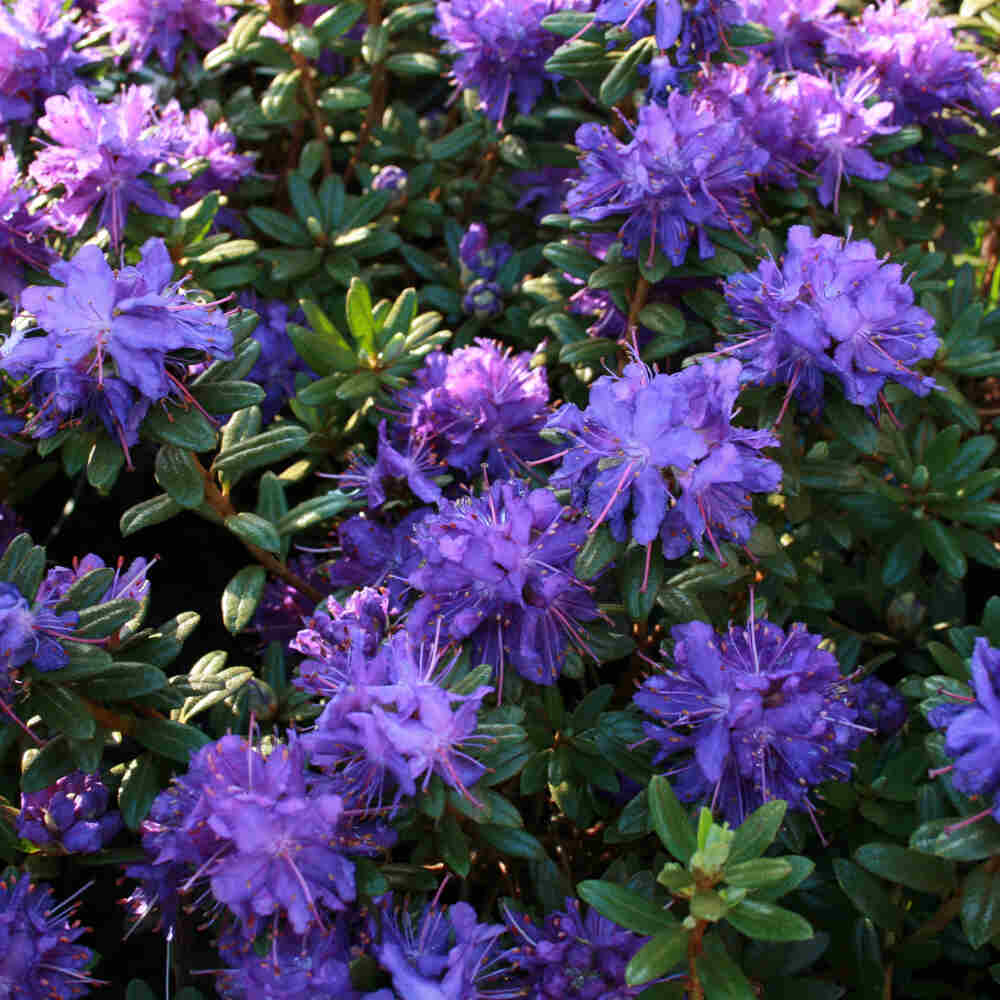 Rhododendron impeditum 'Azurika' 20-25 - C2