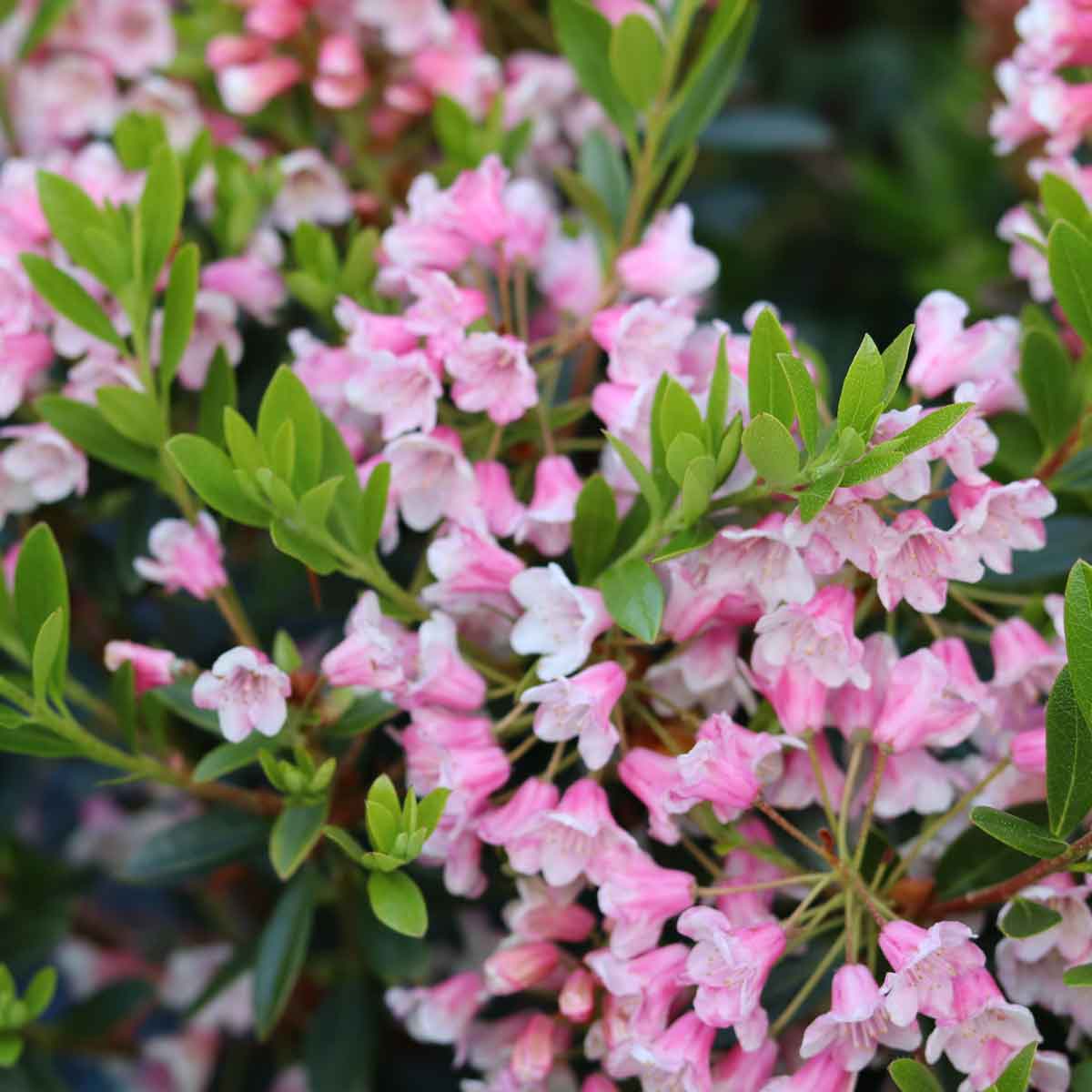 Rhododendron Bloombux Magenta C2 20-25 CM