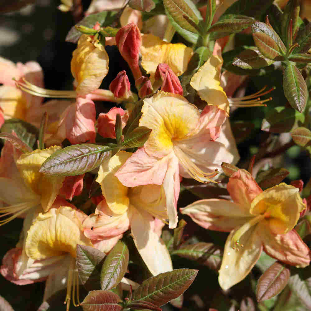 Azalea knaphill 'Golden Sunset' 40-50 - C5