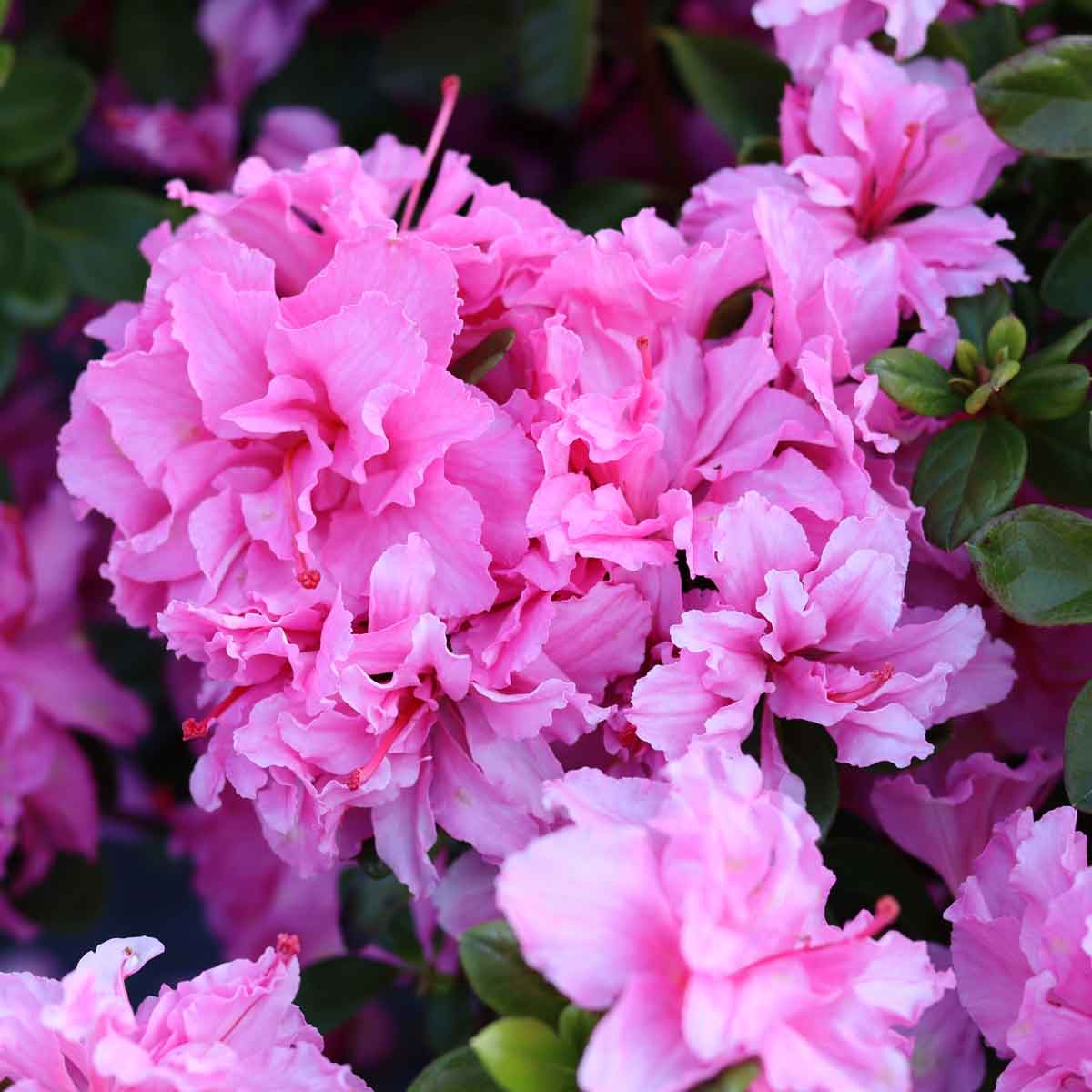 Azalea - Rhododendron 'Bloomchampion' 40/50 C10