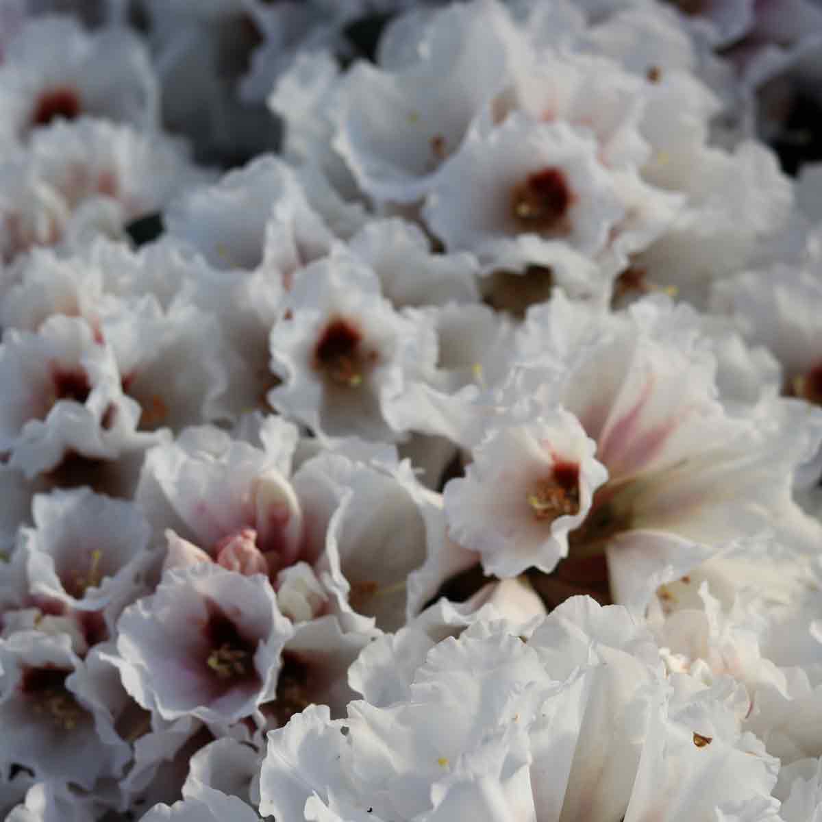 Rhododendron yak. 'Bohlken's Snow Fire'