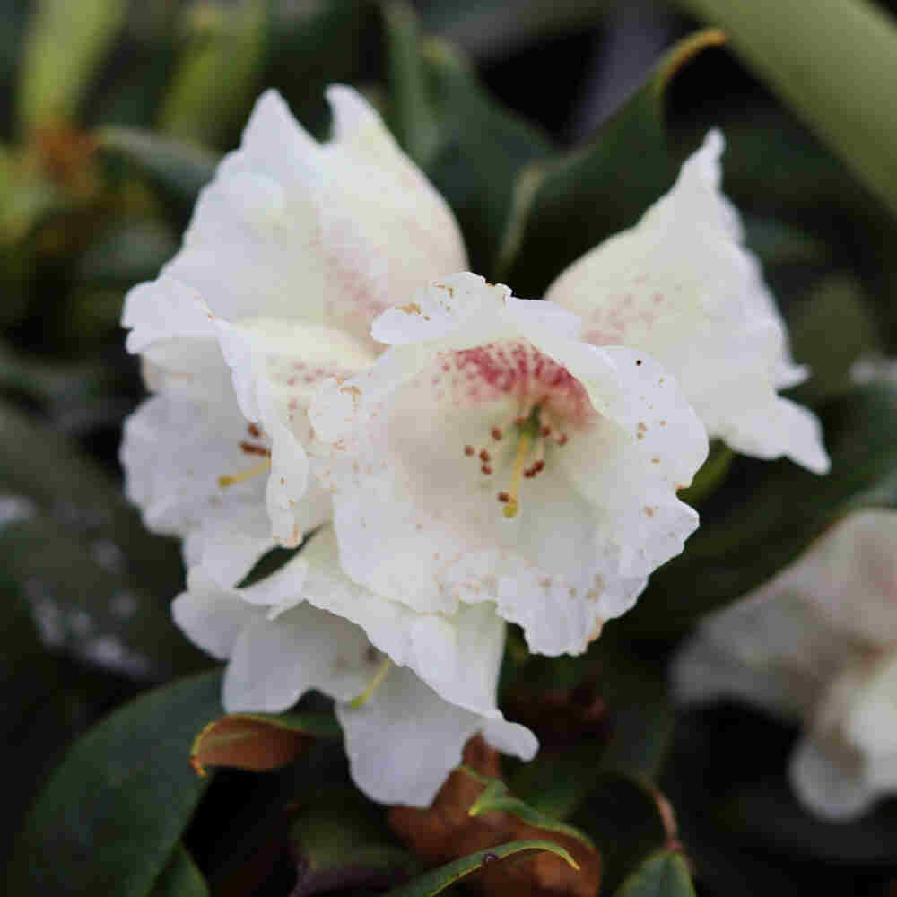 Rhododendron taliense 'Honey Scent' C4,6 40-