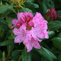 Rhododendron hybrider