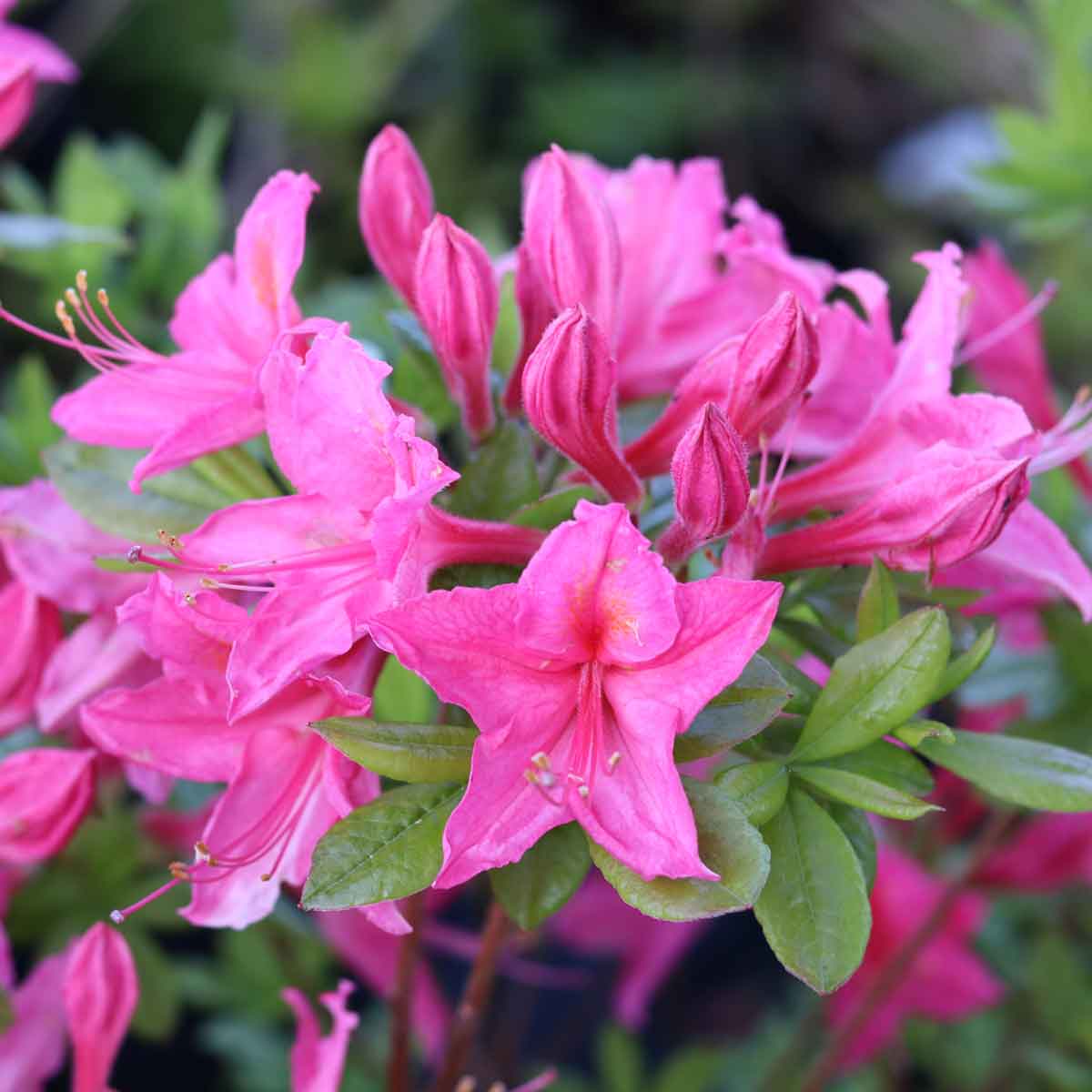 Azalea - Rhdodendron 'Jolie Madame' 40-50 - C5