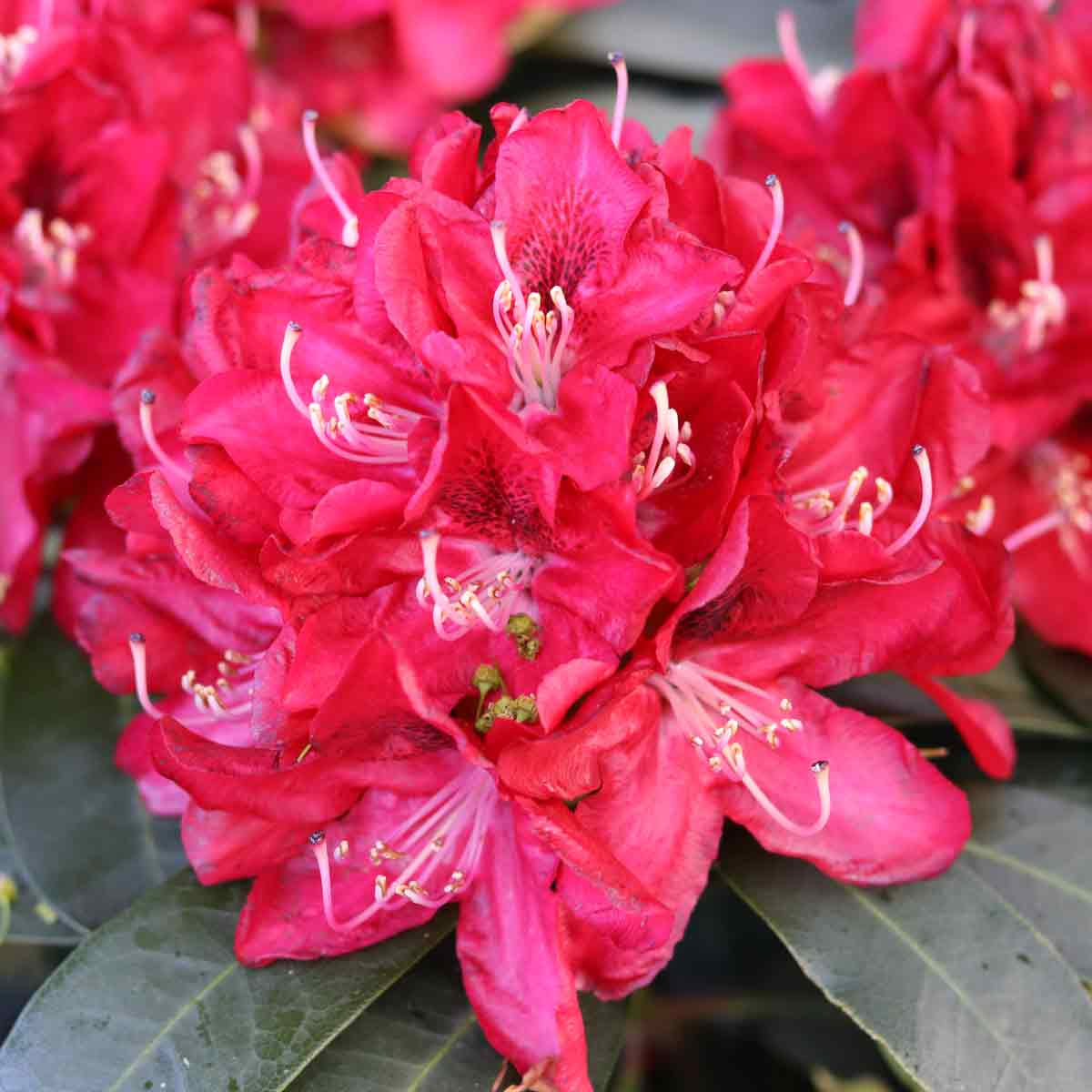 Rhododendronhybrid 'Karl Naue' C5 Easydendron®