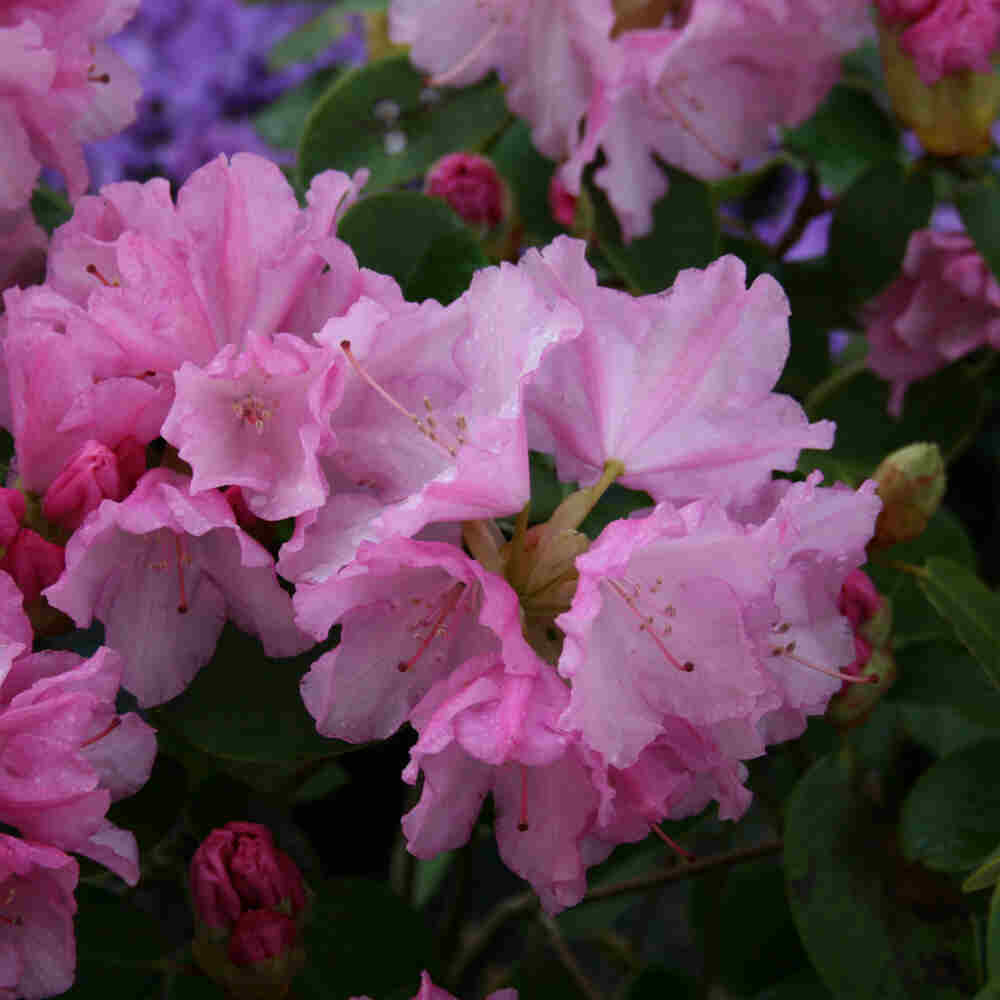 Rhododendron impeditum 'Moerheim' C4,6 30-40