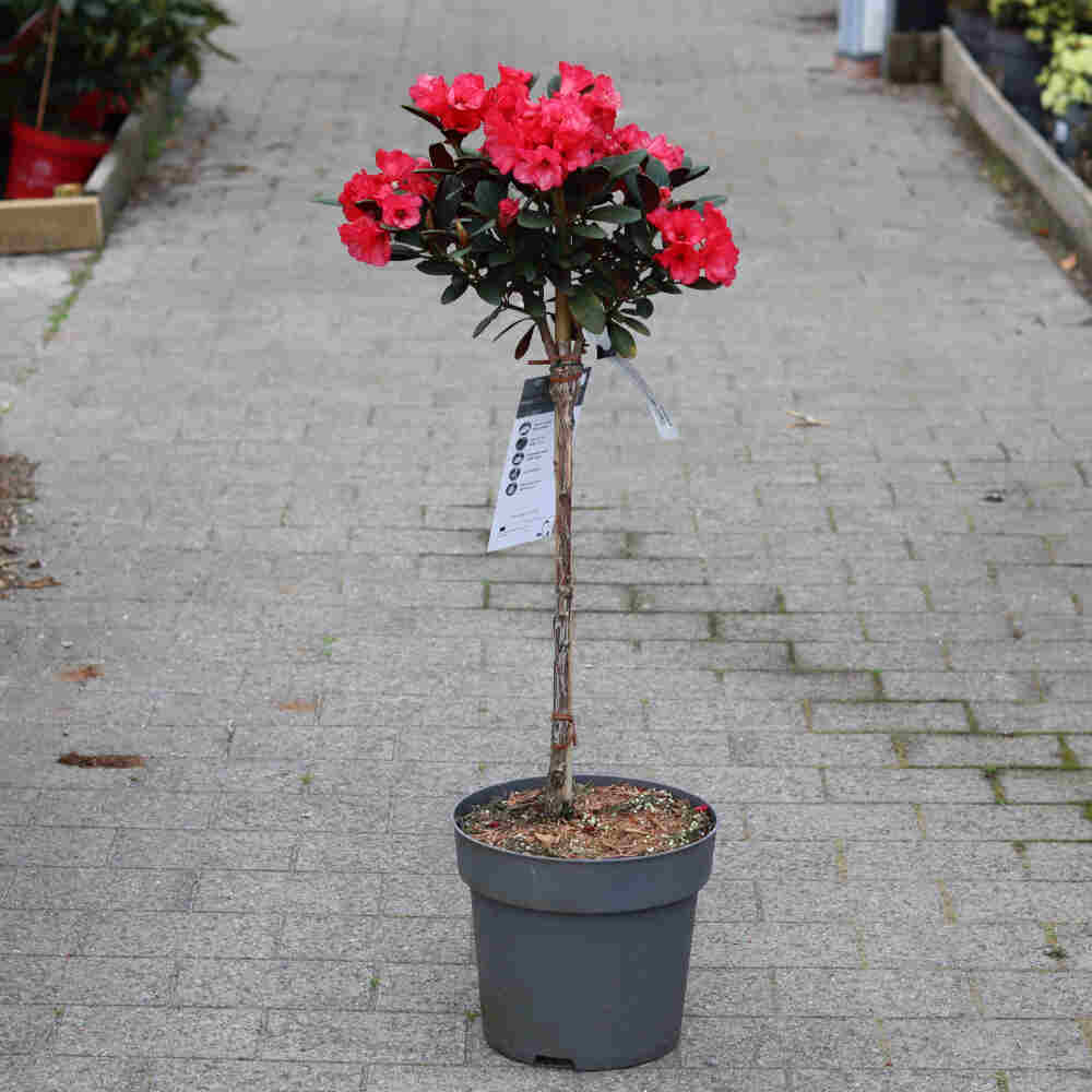 Rhododendron neriiflorum 'Burletta' 60cm stjälk. C10