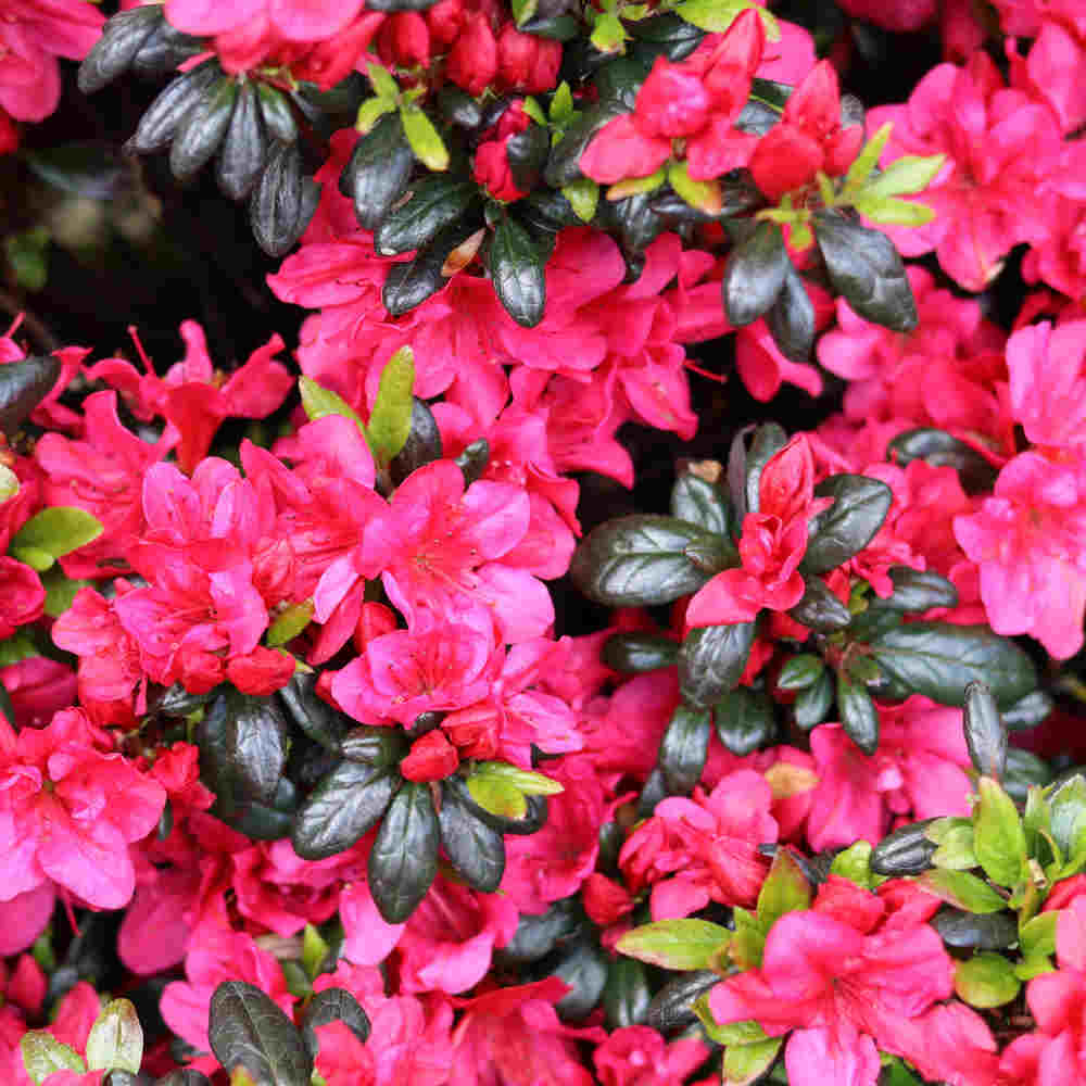 Azalea - Rhododendron japonica 'Maruschka' 25/30 C4