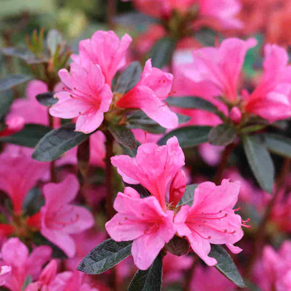 Azalea - Rhododendron japonica 'Radja' 60/- C20