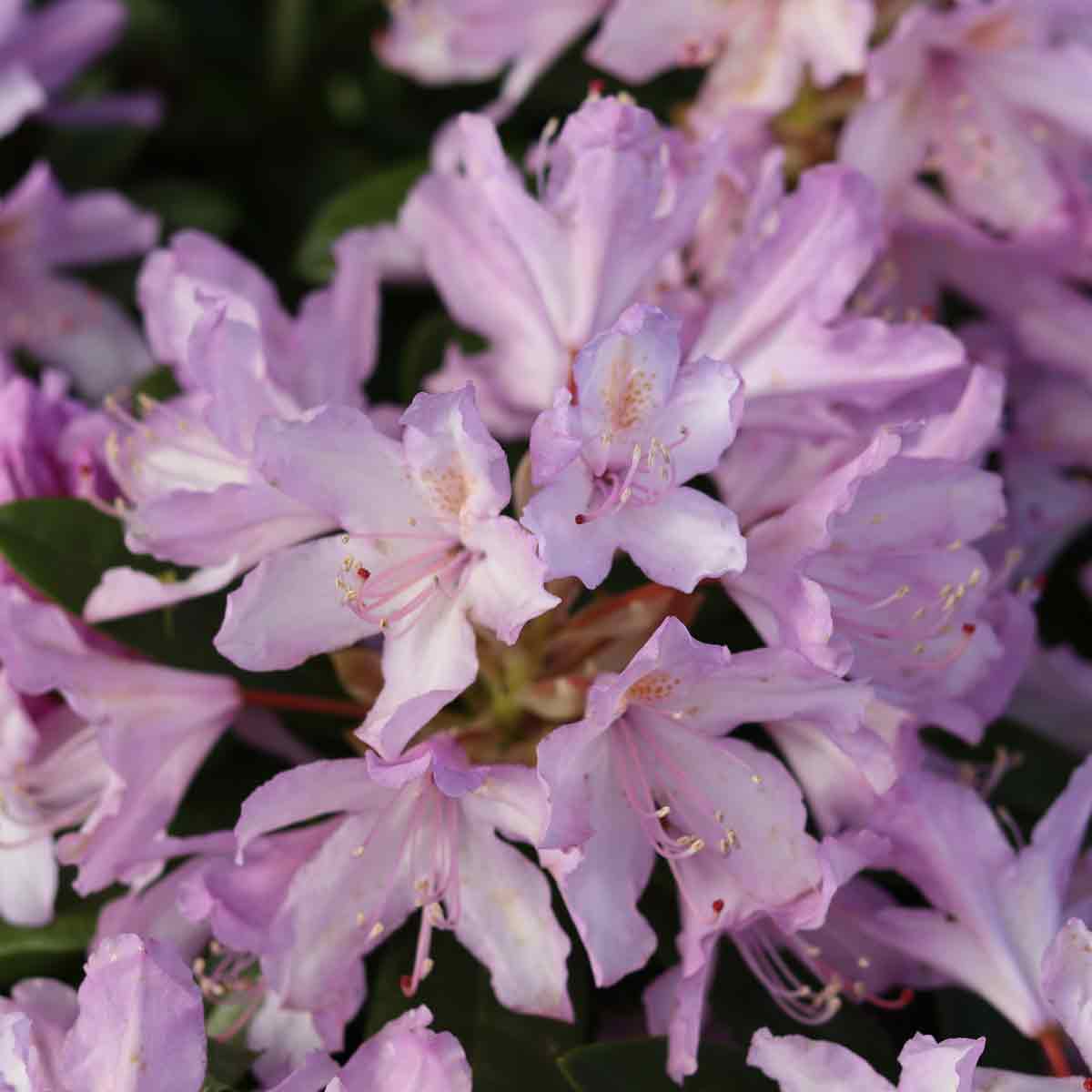 Rhododendron 'Septembercharm' 30-40 - C5