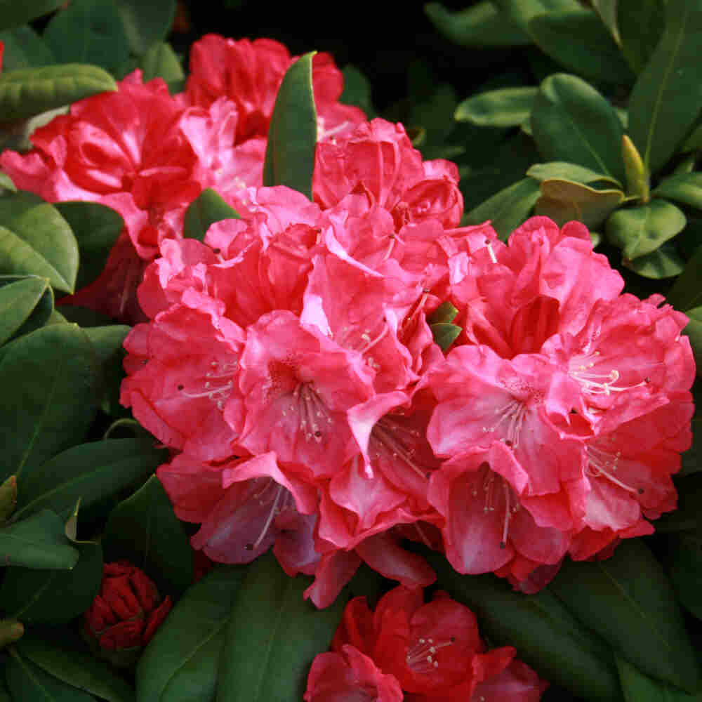 Rhododendron yakushimanum 'Anuschka' 30-40 - C5