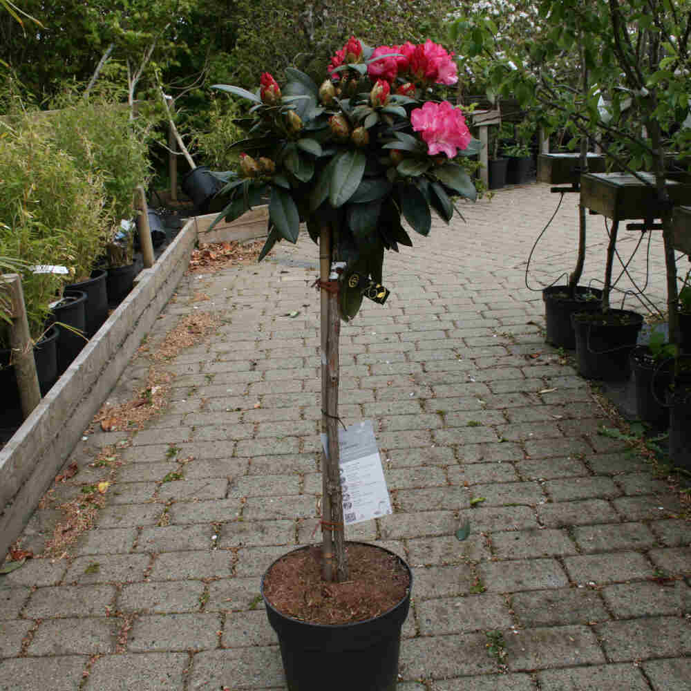 Rhododendronjak.'Anuschka' 60-talsstam, C 10