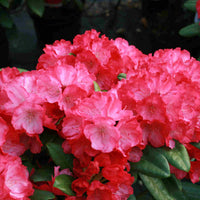 Rhododendron<br> yakushimanum