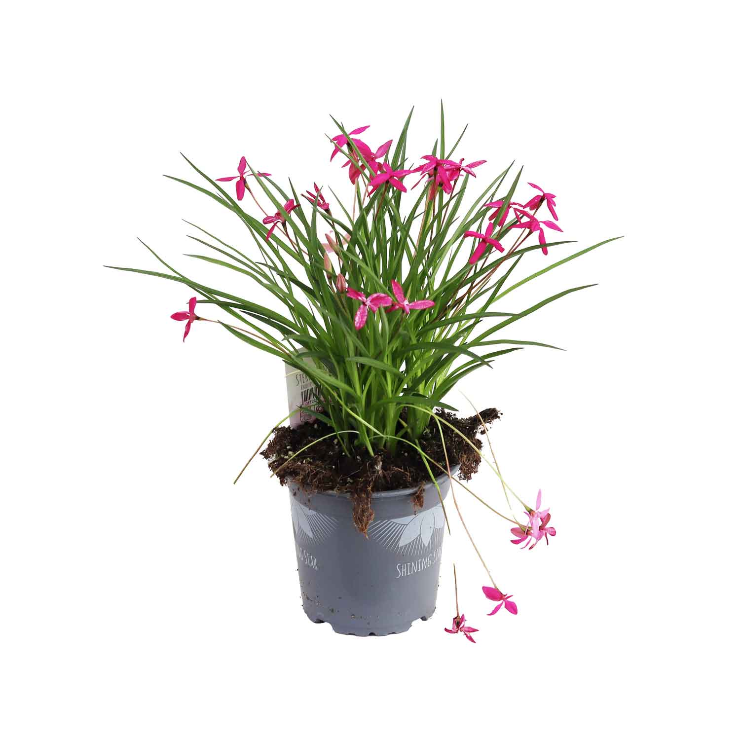 Rhodohypoxis baurii 13cm