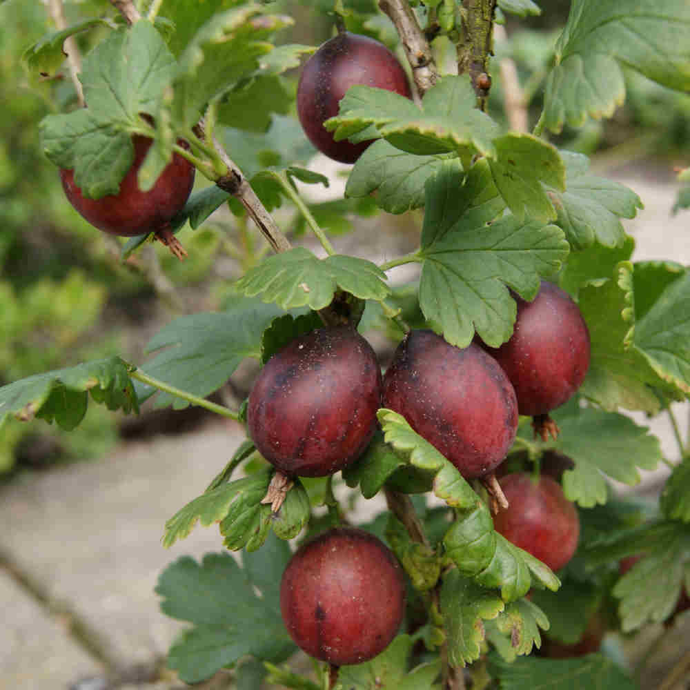 Stikkelsbær opstammet - Ribes uva-crispa 'Captivator'