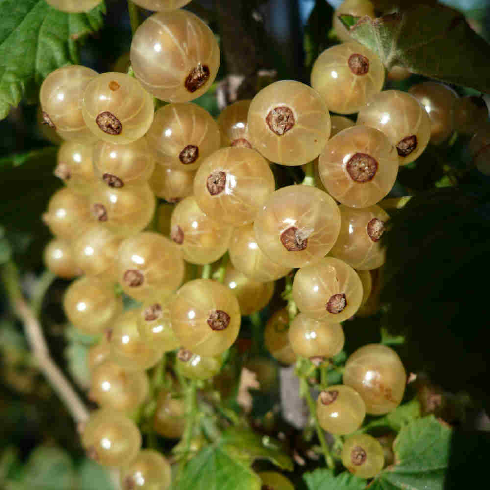 HVID HOLLANDSK RIBES RUBRUM IC B 3,5L