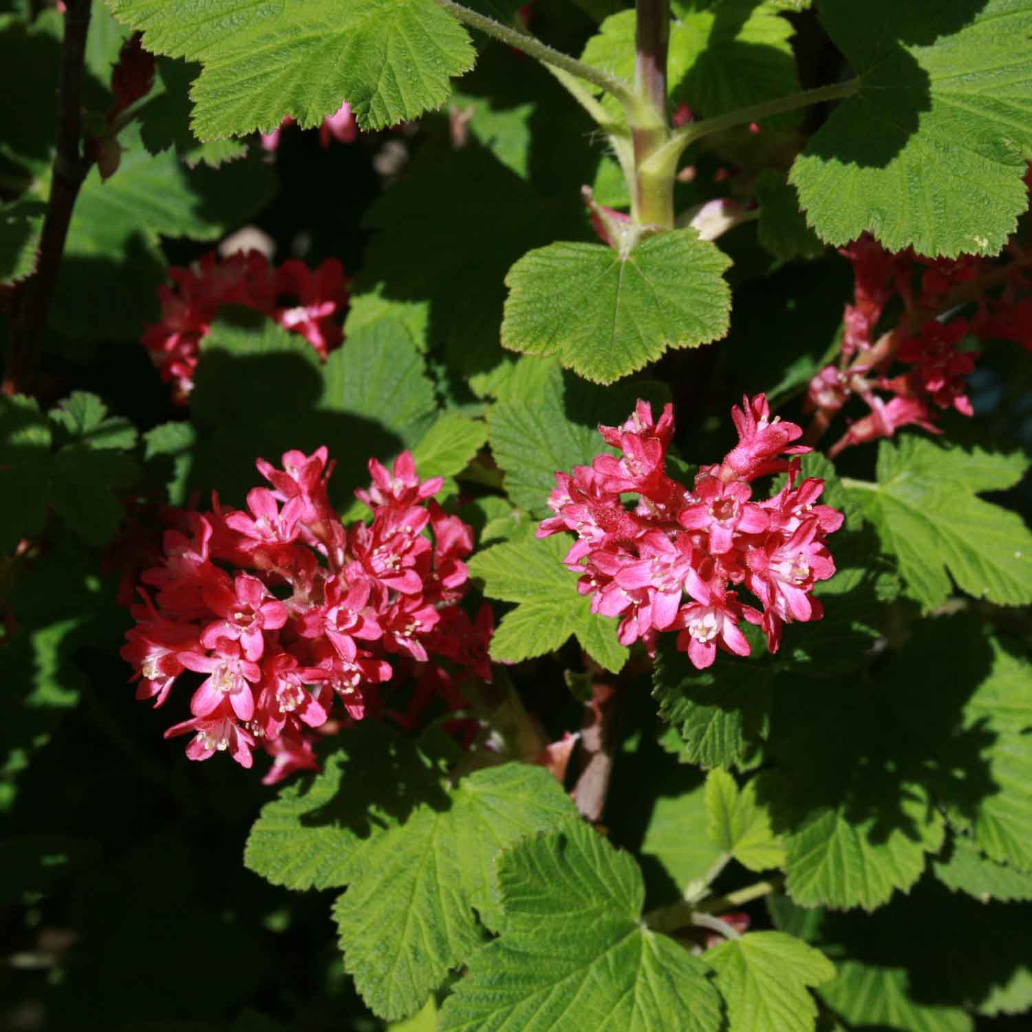 Ribes sang. 'King Edward VII' 40-50 C3