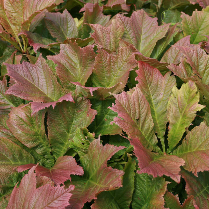 Rodgersia podophylla 1L