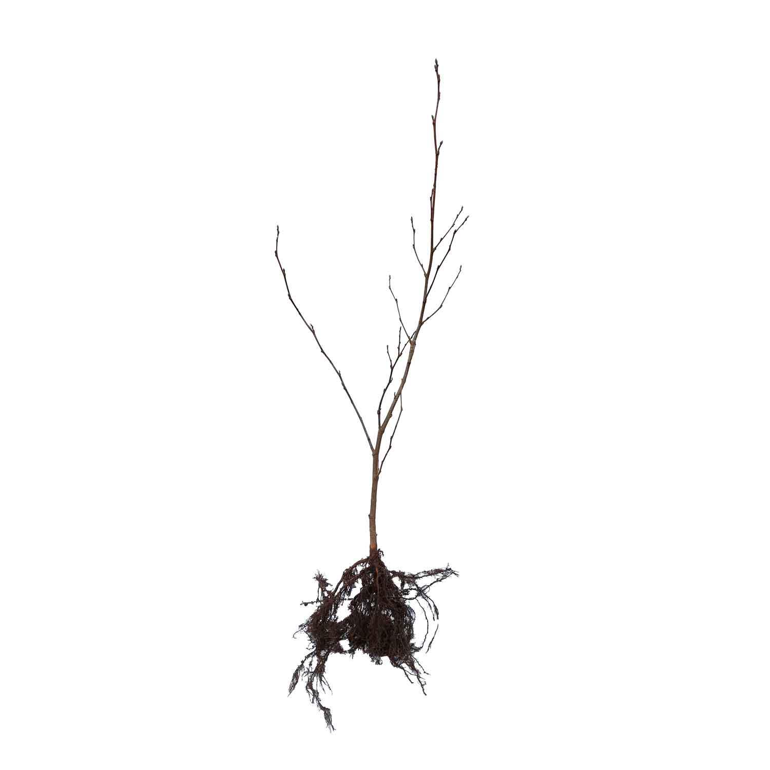 Rødel - Alnus glutinosa 1/1 60-100